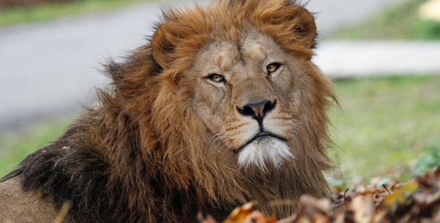 Safari ZOO in Dvůr Králové nad Labem